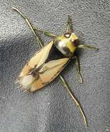 Image of Water boatman