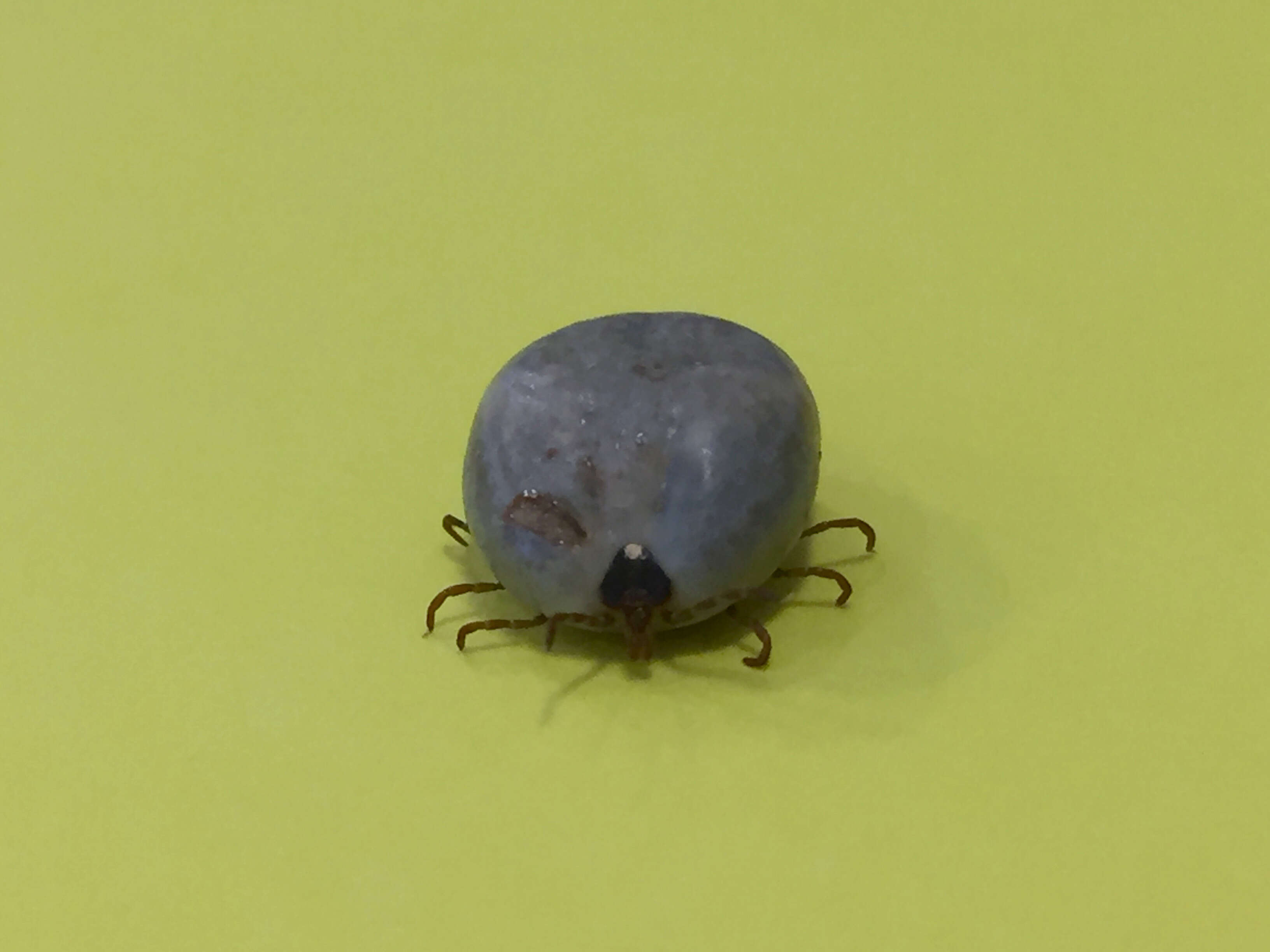 Image of Lone Star Tick