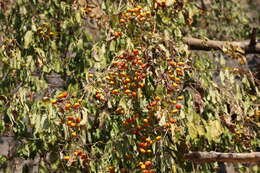 Image of Bunchosia palmeri S. Wats.