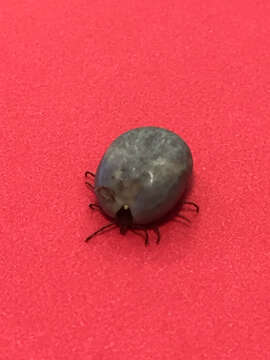 Image of Lone Star Tick