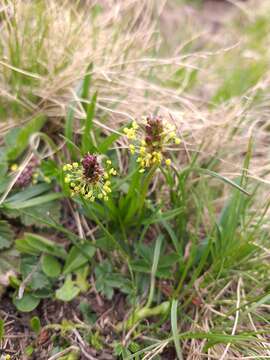 Image of Plantago alpina L.