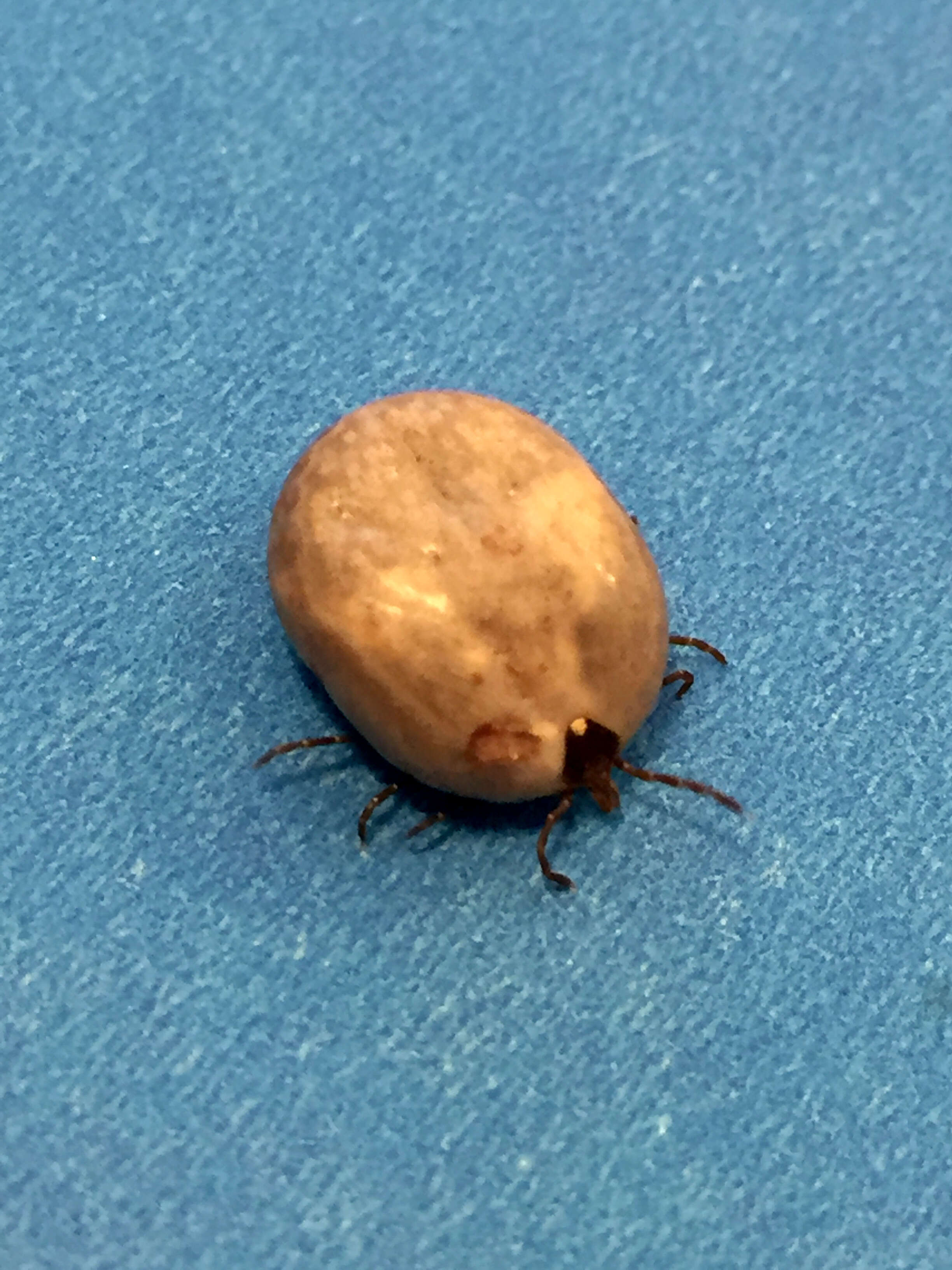 Image of Lone Star Tick