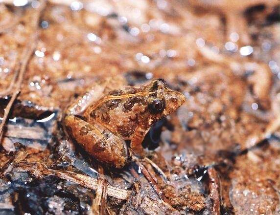 Image of Chupada Swamp Frog