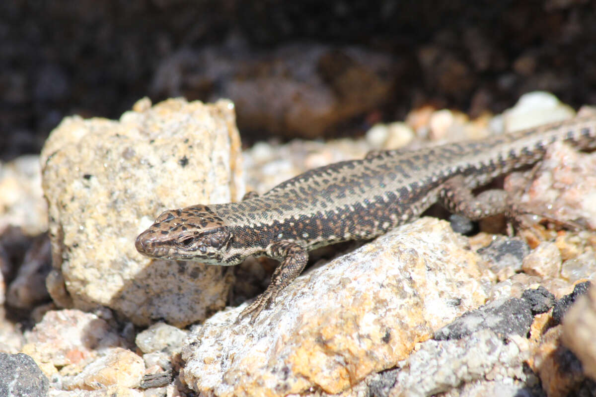 Image of Iberolacerta monticola monticola (Boulenger 1905)