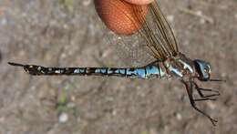 Image of Spatterdock Darner