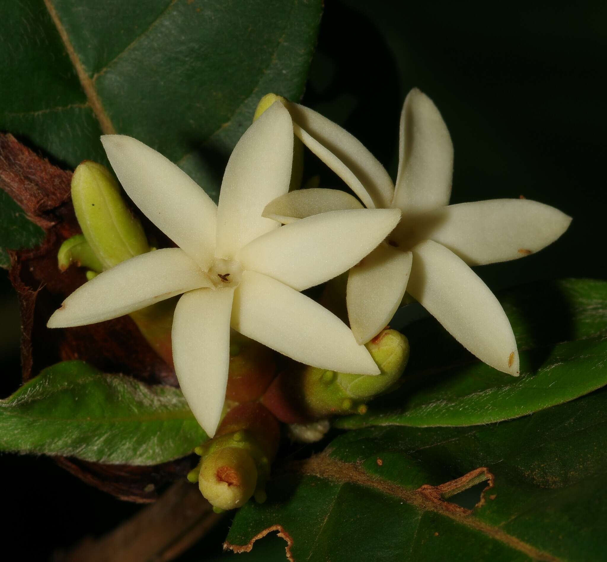 Image of Amaioua guianensis Aubl.