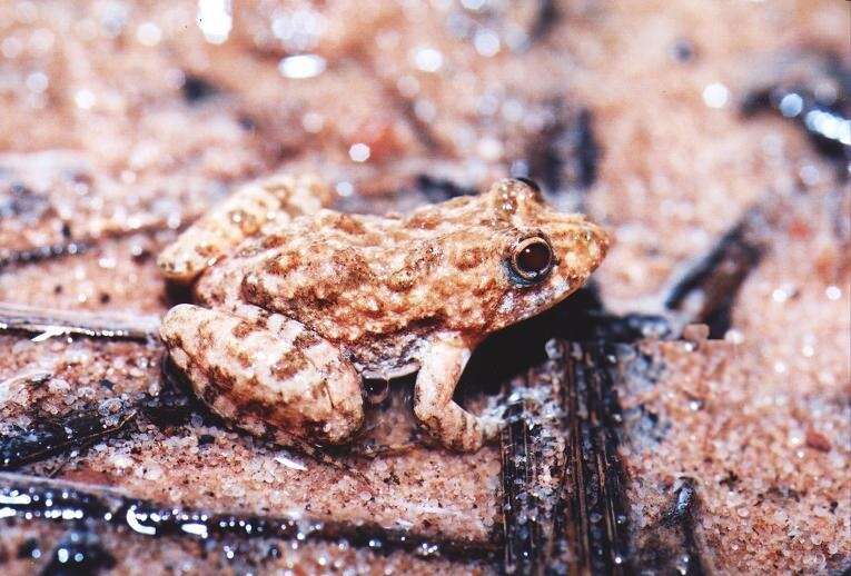 Image of Goias Swamp Frog