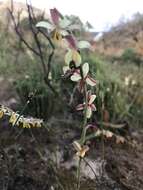 Image of Hesperantha radiata (Jacq.) Ker Gawl.