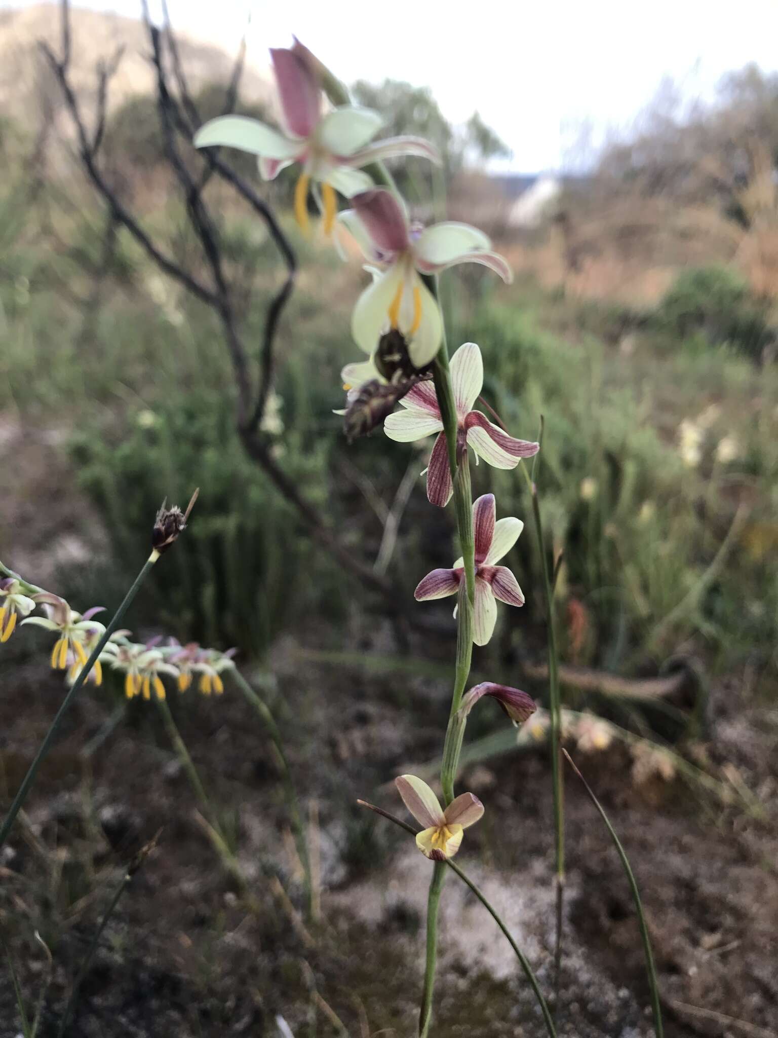 Image of Hesperantha radiata (Jacq.) Ker Gawl.