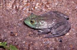 Слика од Lithobates catesbeianus (Shaw 1802)