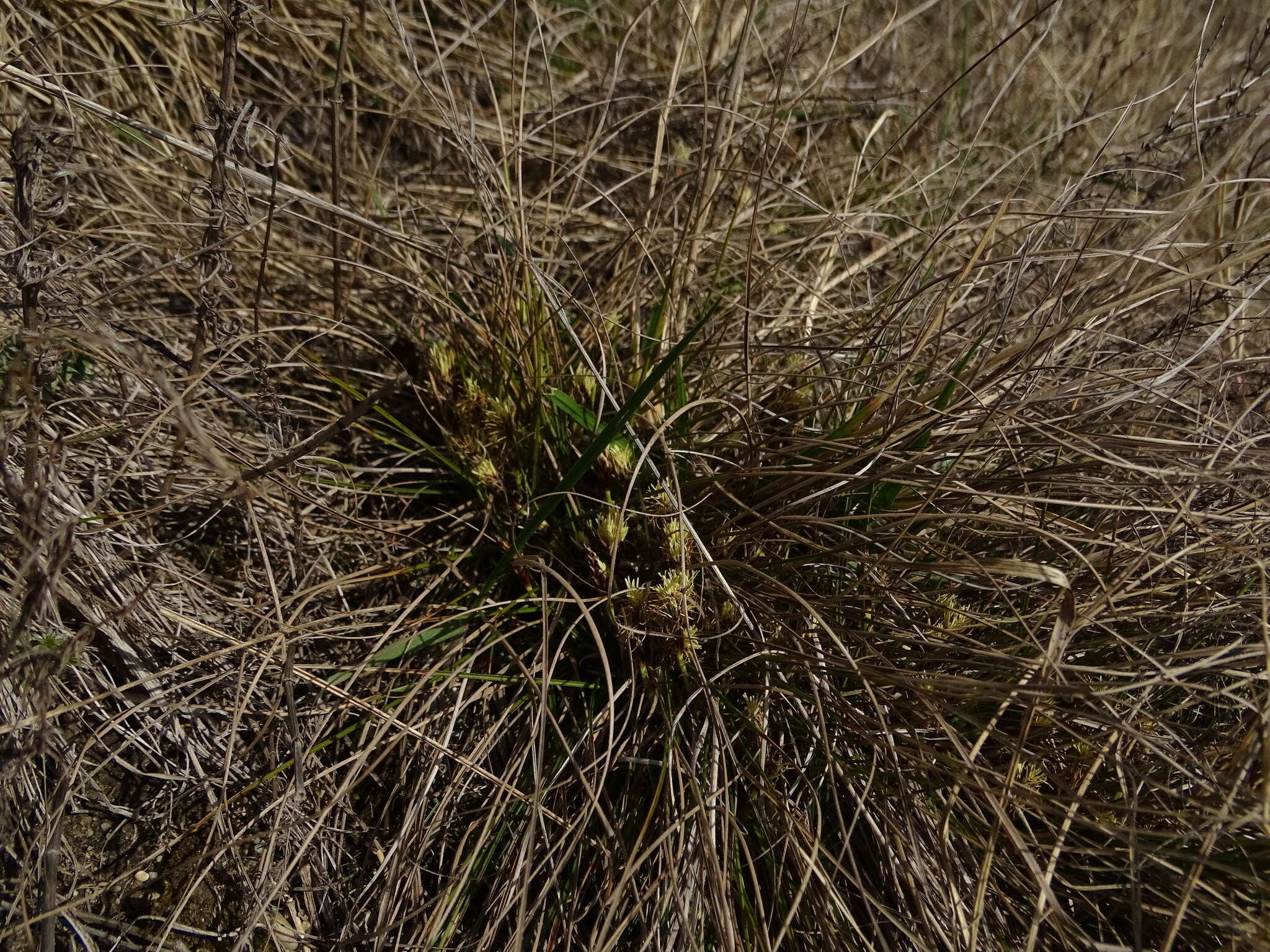 Imagem de Carex humilis Leyss.