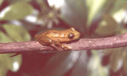 Image of Scinax cardosoi