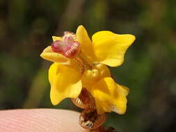 Image of Fringed Bladderwort