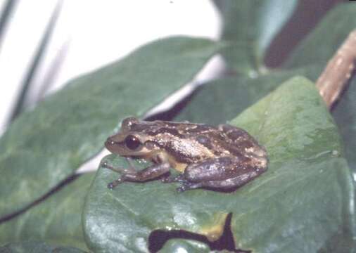 Sivun Scinax crospedospilus (Lutz 1925) kuva