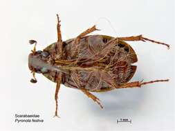 Image of Mānuka chafer beetle