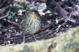 Image of Santa Marta Antpitta