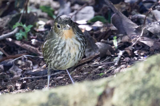 Image of Santa Marta Antpitta