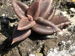 Image of Lenophyllum acutifolium Rose