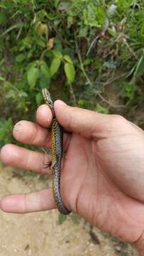 Image of Abronia moreletii (Bocourt 1872)