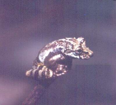 Image of Bandeirantes Snouted Treefrog