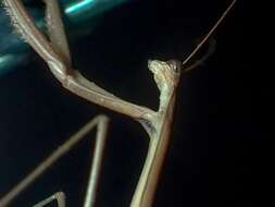 Image of Purple-winged mantis