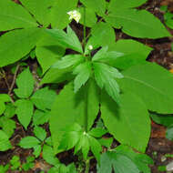 Image of tall thimbleweed