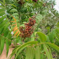 Image of prairie sumac