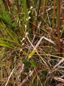 Image of Twining Screwstem