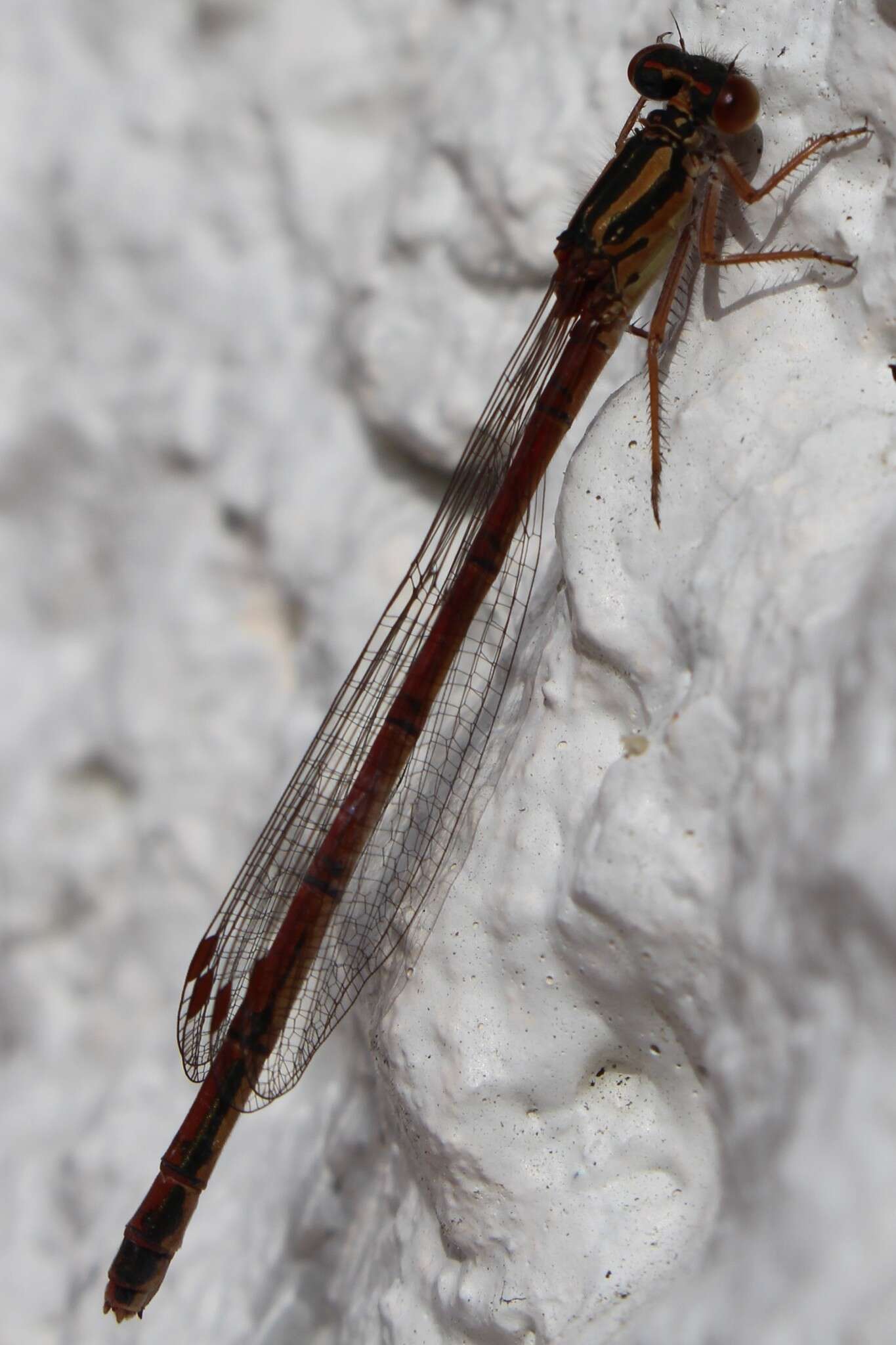 Image of Common Redcoat Damselfly