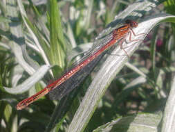 Image of Common Redcoat Damselfly