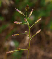 Image of Desmazeria philistaea (Boiss.) H. Scholz