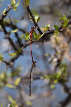 Image of Common Redcoat Damselfly