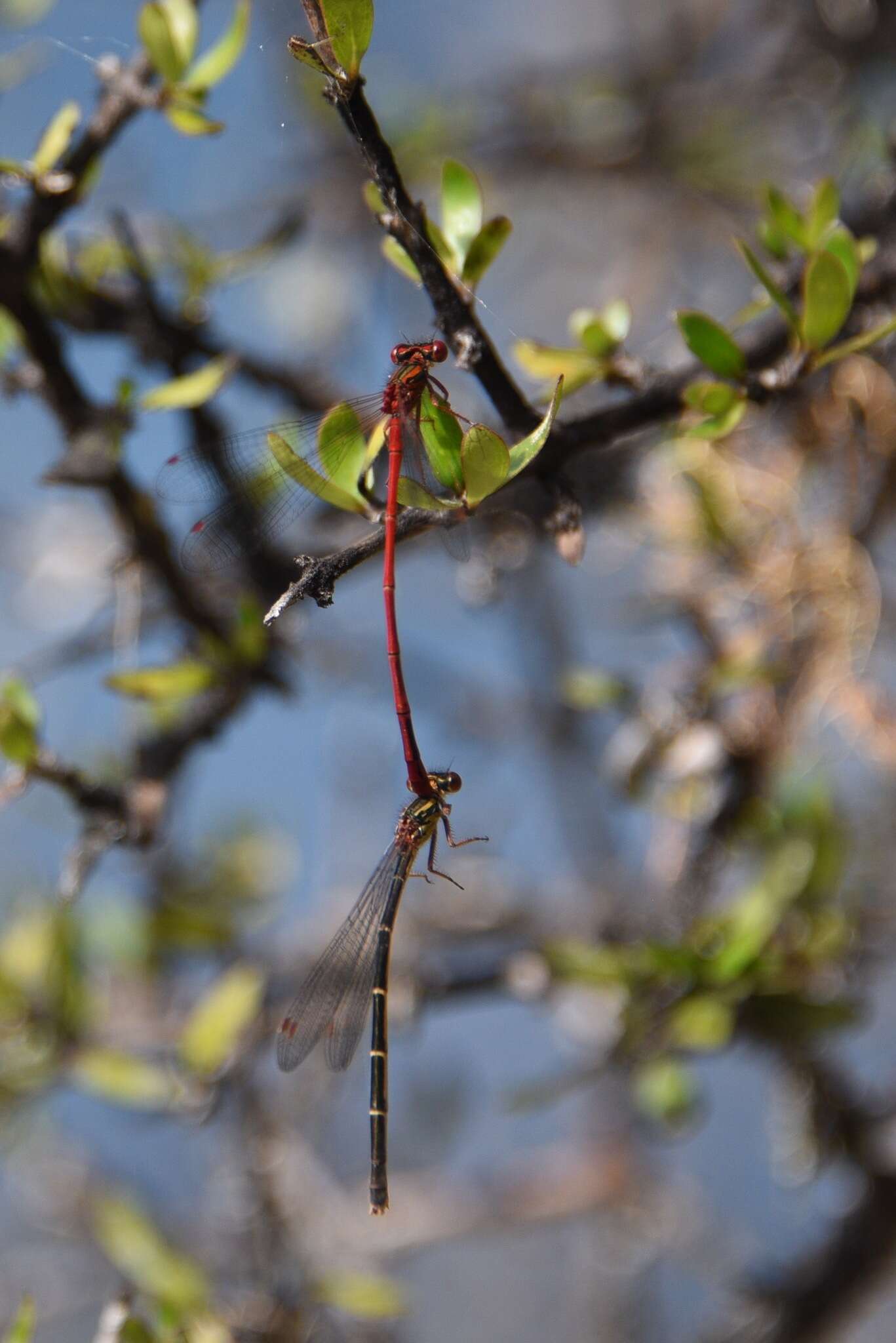 Image of Common Redcoat Damselfly