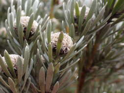 Image of Leucadendron singulare I. Williams