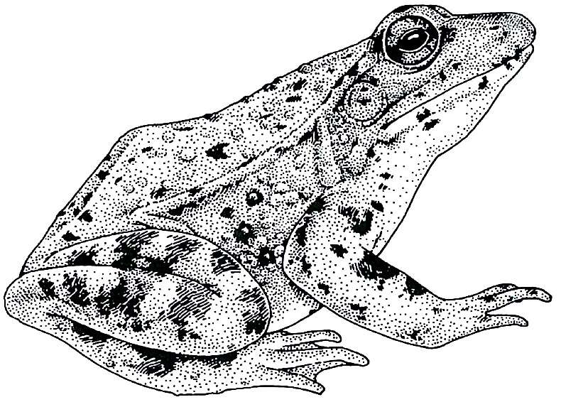 Image of California Red-legged Frog