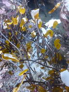 Image de Laminaria sinclairii