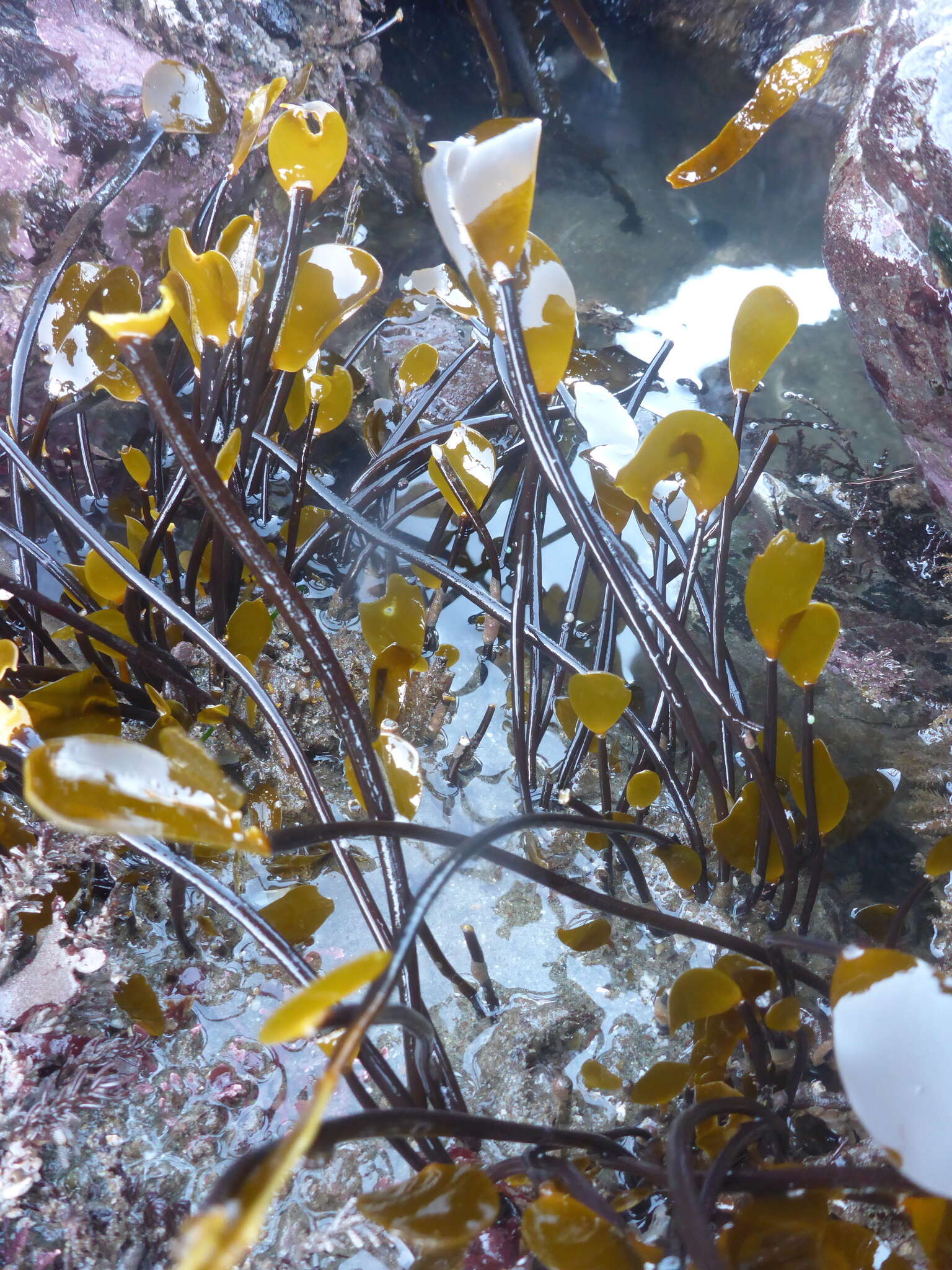 Image of Laminaria sinclairii