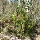 Image of Acrothamnus maccraei (F. Muell.) Quinn