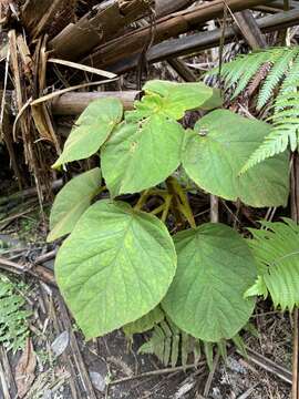 Sivun Cyrtandra platyphylla A. Gray kuva