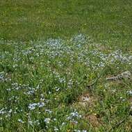 Image of Alpine forget-me-not