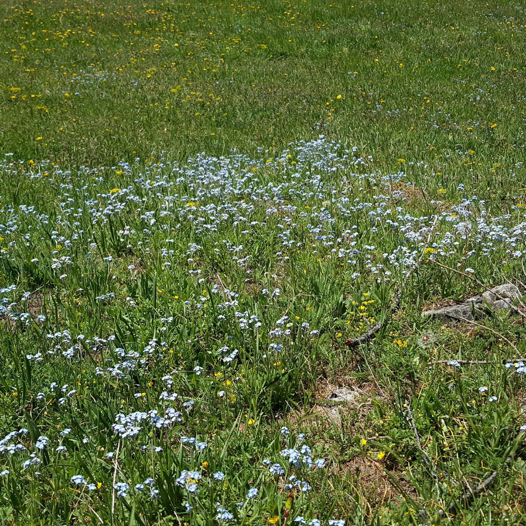 Image of Alpine forget-me-not