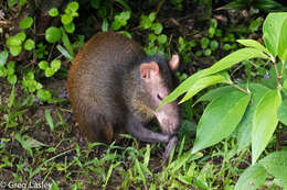 Image of Brazilian Agouti