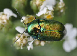 Cryptocephalus sericeus resmi