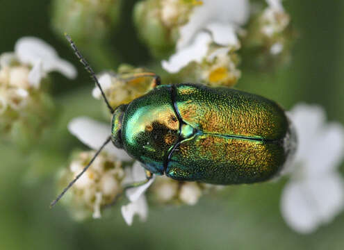 Image of Cryptocephalus sericeus