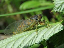 Image of New Forest cicada