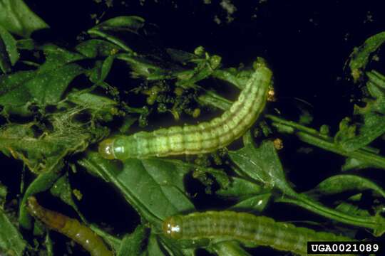 Image of Poison Hemlock Moth