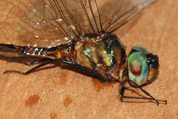 Image of Fat-bellied Emerald