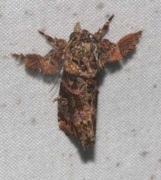 Image of Callopistria rivularis Walker 1857