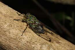 Amphipsalta zelandica (Boisduval 1835)的圖片