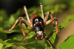 Image of Auckland tree weta